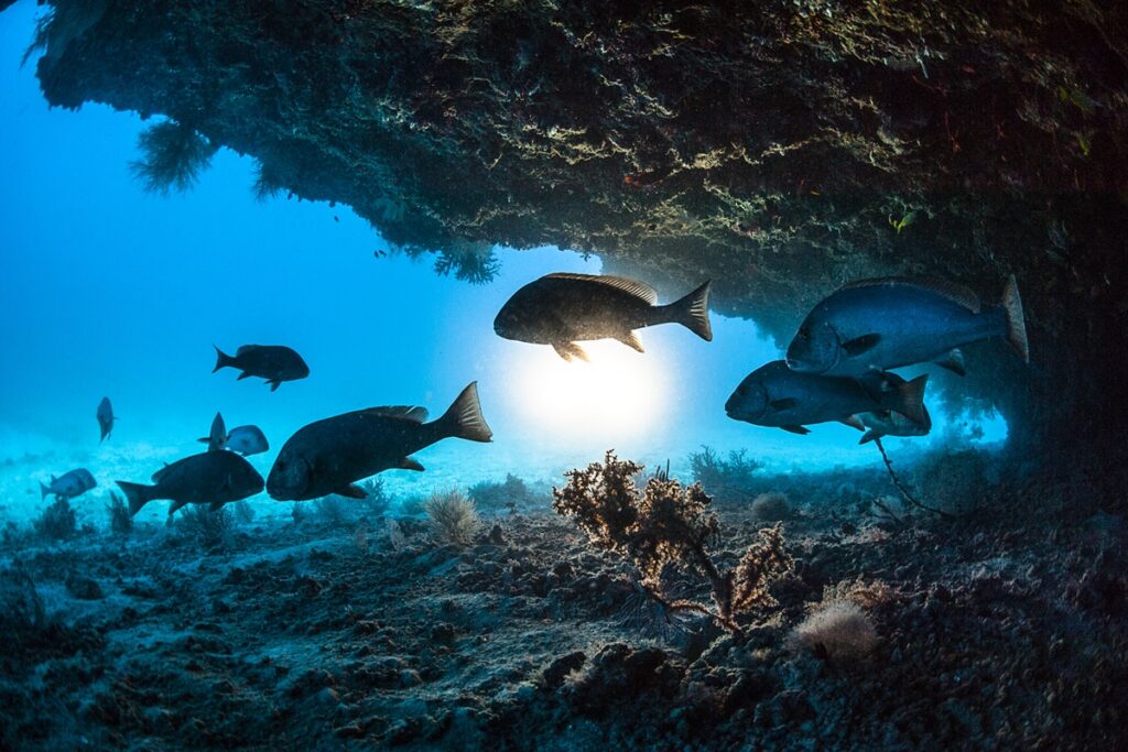 soneca-aquatica:-entenda-se-os-peixes-dormem-e-como-eles-descansam