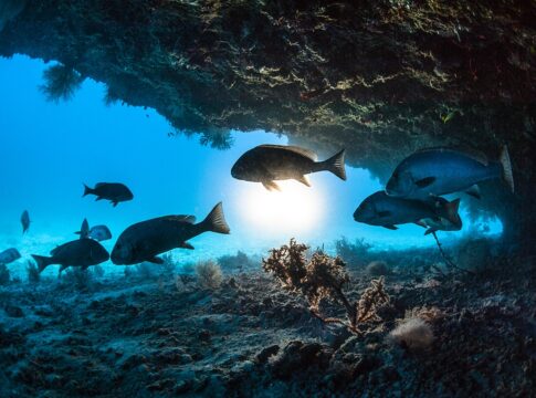 soneca-aquatica:-entenda-se-os-peixes-dormem-e-como-eles-descansam