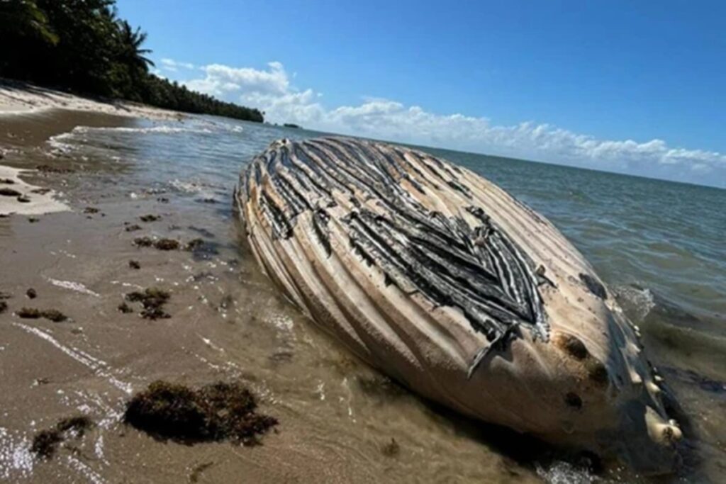 baleia-e-encontrada-morta-em-praia-do-litoral-sul-da-bahia