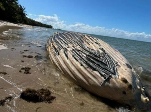 baleia-e-encontrada-morta-em-praia-do-litoral-sul-da-bahia
