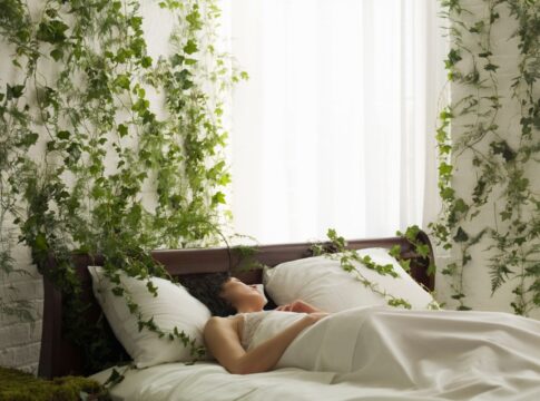 5-plantas-para-ter-no-quarto:-elas-melhoram-sono-e-limpam-o-ar