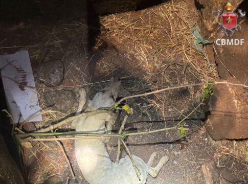 video:-cachorro-e-resgatado-por-bombeiros-apos-cair-em-bueiro-no-df