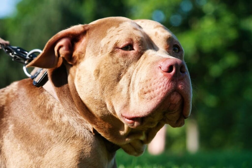crianca-de-2-anos-morre-apos-ser-atacada-por-pit-bull-da-familia-em-sp