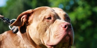 crianca-de-2-anos-morre-apos-ser-atacada-por-pit-bull-da-familia-em-sp