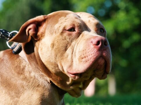 crianca-de-2-anos-morre-apos-ser-atacada-por-pit-bull-da-familia-em-sp