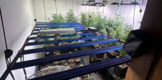homem-e-preso-por-plantar-maconha-e-diz-que-droga-era-para-avo