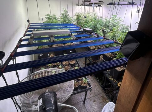 homem-e-preso-por-plantar-maconha-e-diz-que-droga-era-para-avo