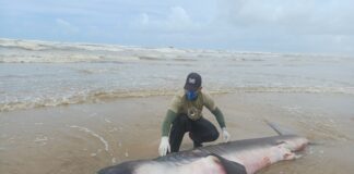 aparicao-rara-de-tubarao-boca-grande-atrai-a-atencao-de-cientistas