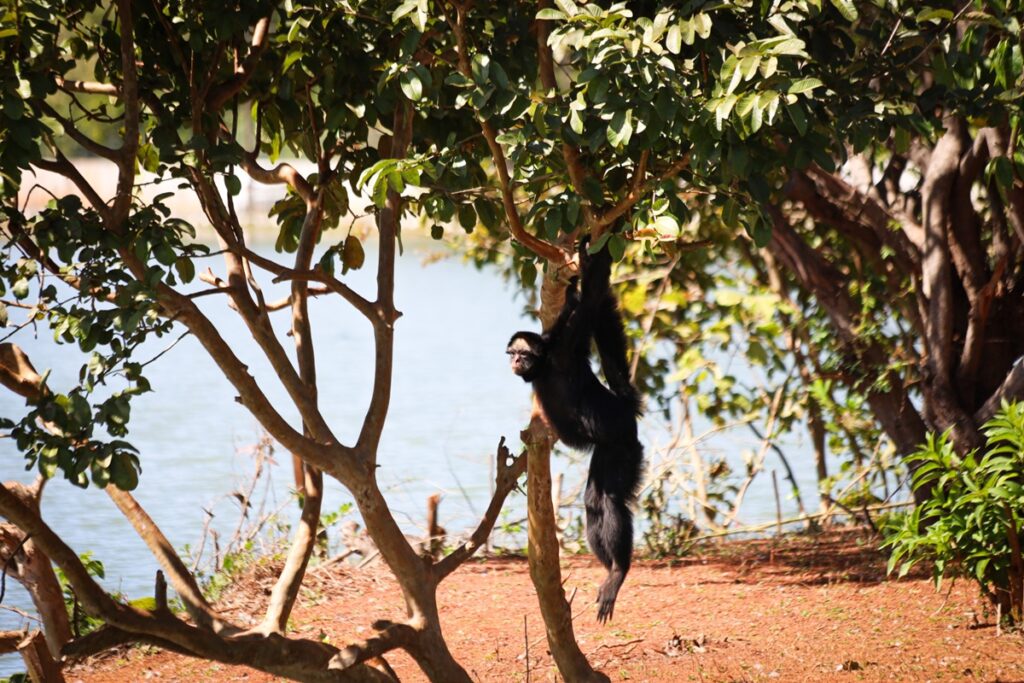 casal-de-macacos-em-risco-de-extincao-ganha-lar-no-zoo-de-brasilia