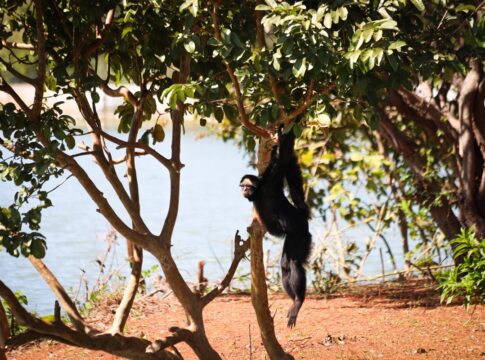casal-de-macacos-em-risco-de-extincao-ganha-lar-no-zoo-de-brasilia