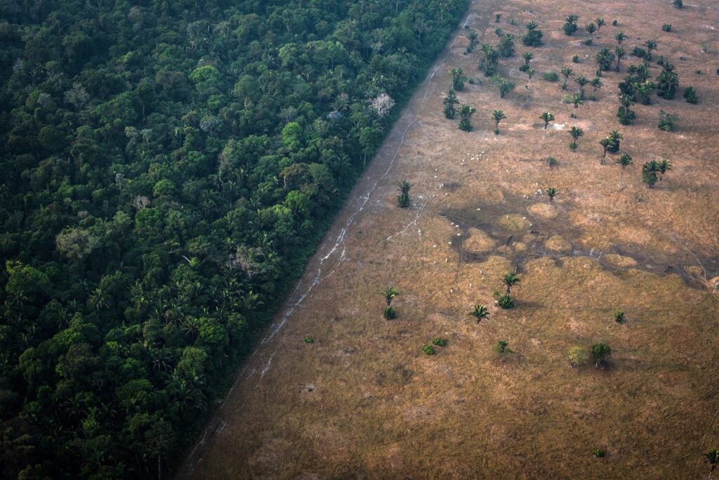 desmatamento-da-amazonia-eliminou-60%-mais-aves-do-que-o-estimado