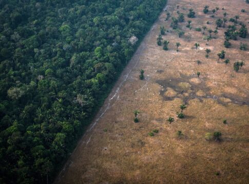 desmatamento-da-amazonia-eliminou-60%-mais-aves-do-que-o-estimado