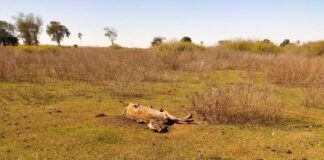 go:-policia-investiga-mortes-por-fome-e-sede-de-80-animais-em-fazenda