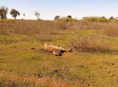 go:-policia-investiga-mortes-por-fome-e-sede-de-80-animais-em-fazenda