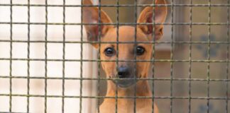 fusao-petz-e-cobasi:-ong-teme-abandono-de-animais-com-alta-de-precos