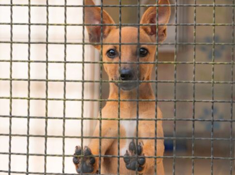 fusao-petz-e-cobasi:-ong-teme-abandono-de-animais-com-alta-de-precos
