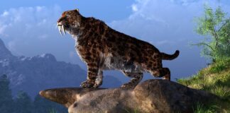 falta-de-presas-contribuiu-com-a-extincao-dos-tigres-dentes-de-sabre