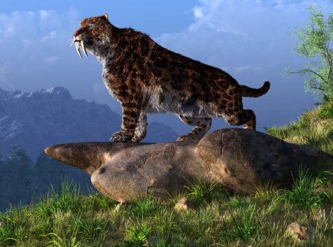falta-de-presas-contribuiu-com-a-extincao-dos-tigres-dentes-de-sabre