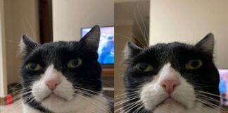 conheca-tuco,-gato-“inimigo-da-felicidade”-famoso-pelo-olhar-debochado