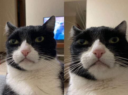 conheca-tuco,-gato-“inimigo-da-felicidade”-famoso-pelo-olhar-debochado