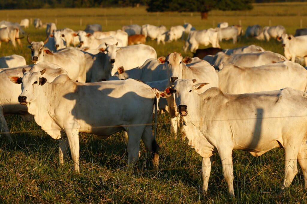 exportacao-de-carne-brasileira-para-os-eua-desaba-80%-em-3-meses