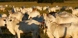 exportacao-de-carne-brasileira-para-os-eua-desaba-80%-em-3-meses