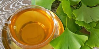 cha-de-planta-milenar-beneficia-o-cerebro-e-a-circulacao-sanguinea