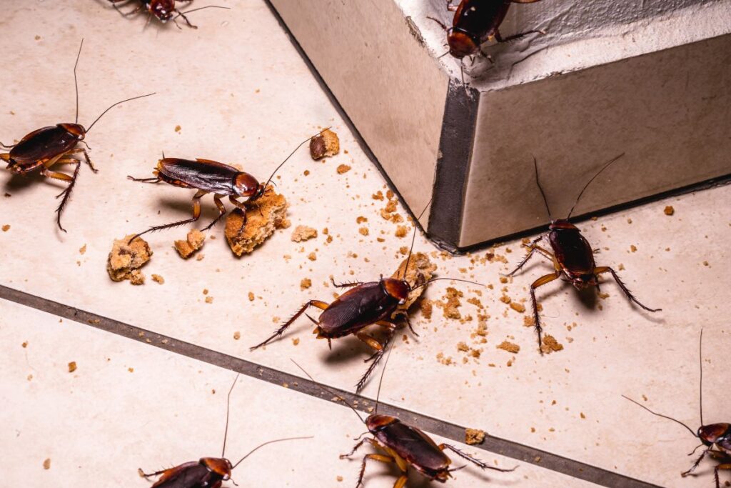 biologo-revela-o-eletrodomestico-em-que-as-baratas-se-escondem