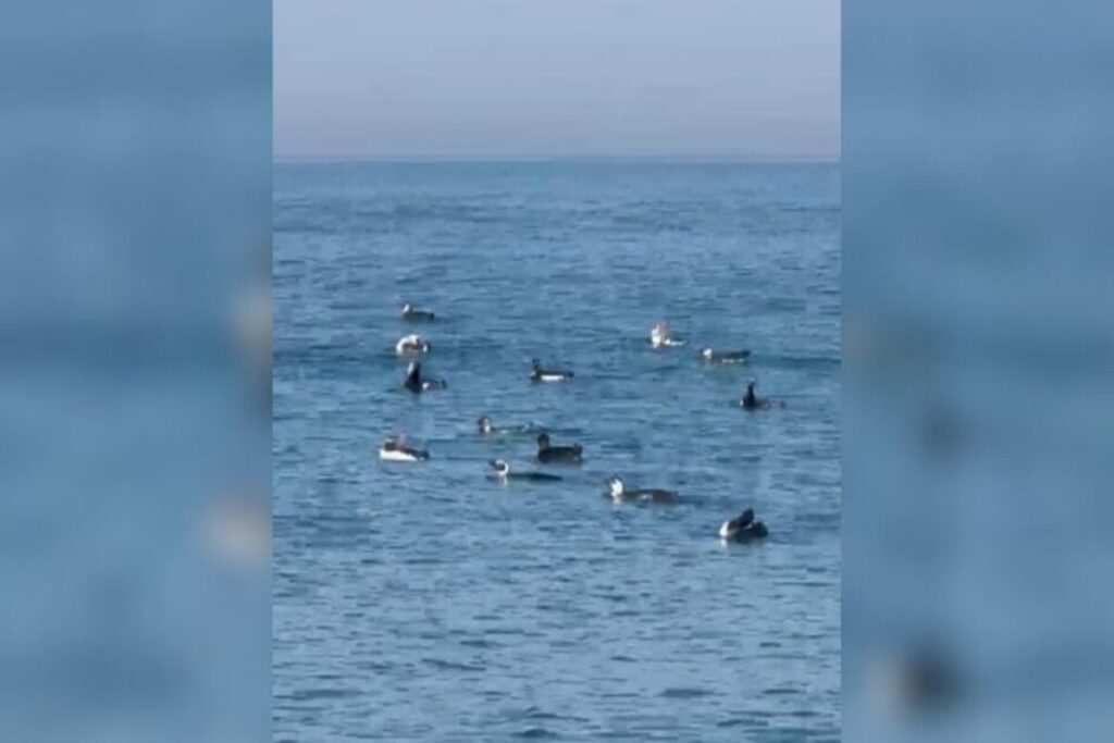 video:-pinguins-e-botos-fazem-a-festa-de-banhistas-em-mar-de-sc