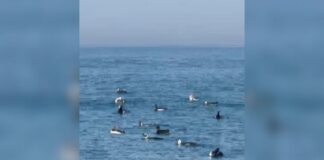 video:-pinguins-e-botos-fazem-a-festa-de-banhistas-em-mar-de-sc