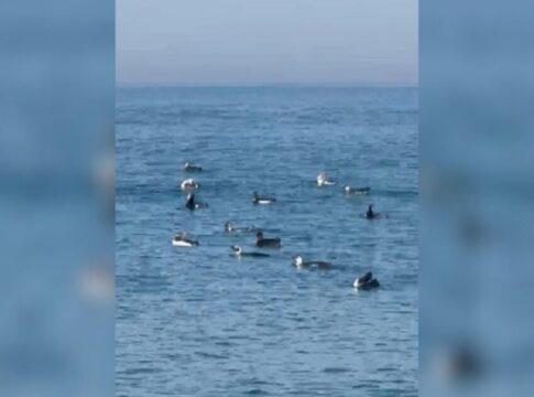 video:-pinguins-e-botos-fazem-a-festa-de-banhistas-em-mar-de-sc