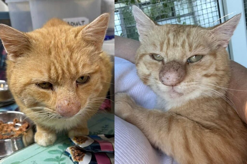 sensacao-nas-redes,-gato-do-“nariz-inchado”-tem-diagnostico-revelado