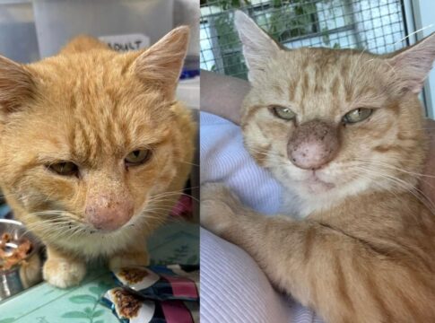sensacao-nas-redes,-gato-do-“nariz-inchado”-tem-diagnostico-revelado
