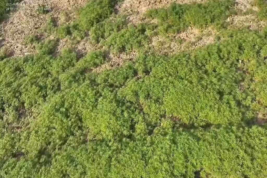 video:-“floresta”-com-138-mil-pes-de-maconha-e-achada-em-area-rural