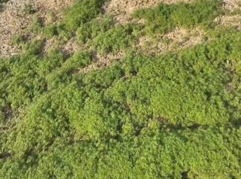 video:-“floresta”-com-138-mil-pes-de-maconha-e-achada-em-area-rural