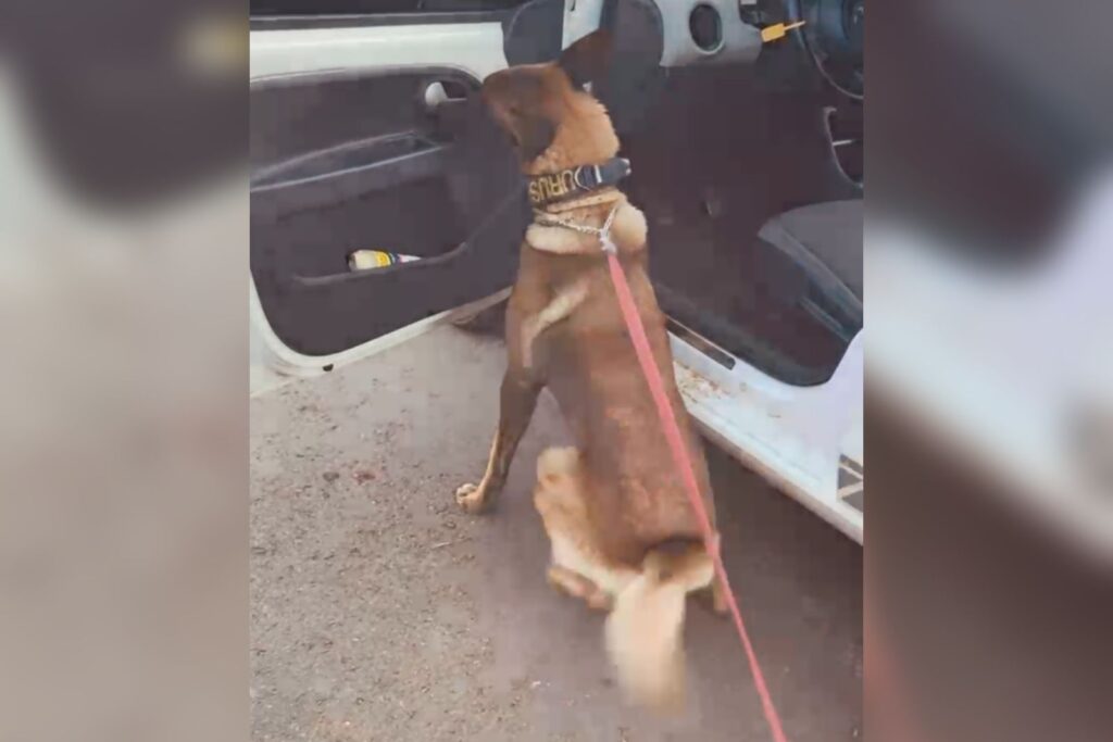 video:-traficante-esconde-cocaina-em-carro,-mas-e-“denunciado”-por-cao