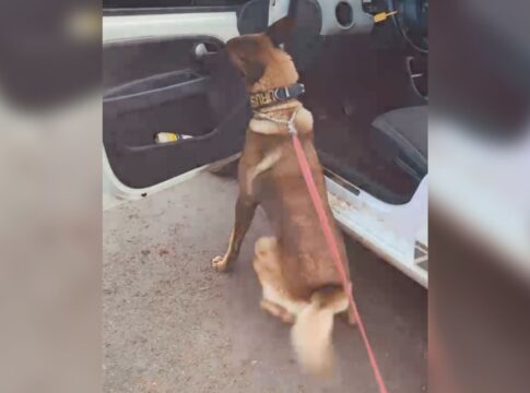 video:-traficante-esconde-cocaina-em-carro,-mas-e-“denunciado”-por-cao