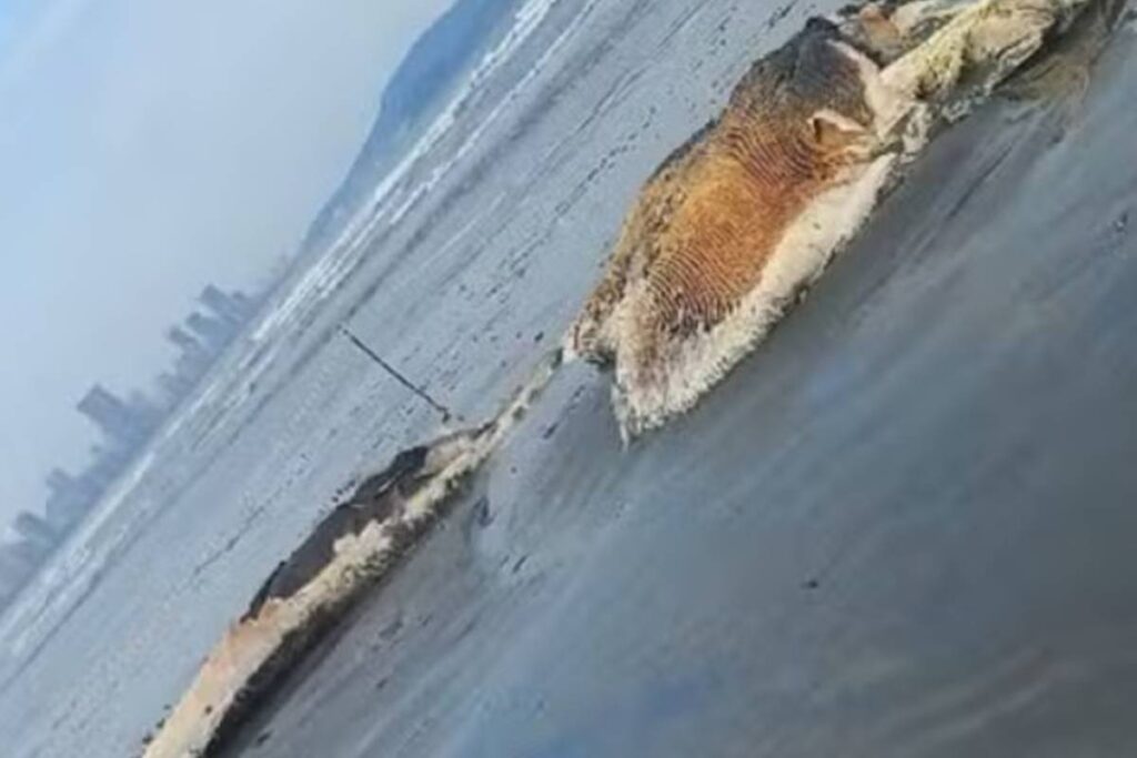 baleia-em-estagio-avancado-de-decomposicao-encalha-em-praia-no-litoral