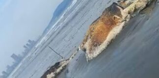 baleia-em-estagio-avancado-de-decomposicao-encalha-em-praia-no-litoral