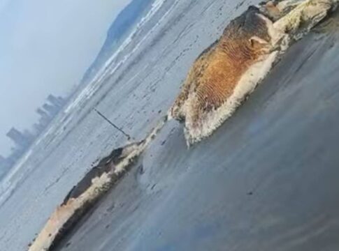 baleia-em-estagio-avancado-de-decomposicao-encalha-em-praia-no-litoral
