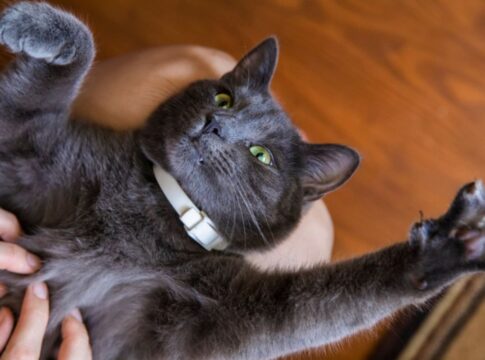 7-truques-para-conquistar-a-atencao-do-seu-gato-e-nao-ser-ignorado