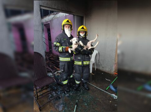 bombeiros-resgatam-cachorros-durante-incendio-em-casa-no-entorno-do-df