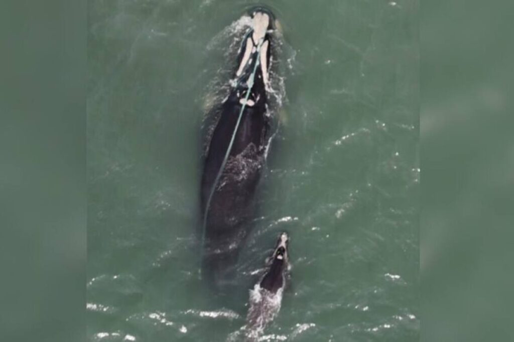 video:-baleia-franca-presa-em-rede-de-pesca-e-flagrada-em-praia-de-sc