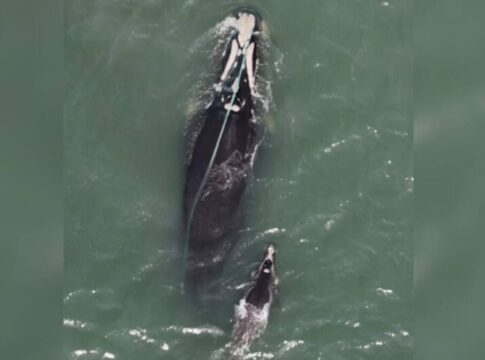 video:-baleia-franca-presa-em-rede-de-pesca-e-flagrada-em-praia-de-sc