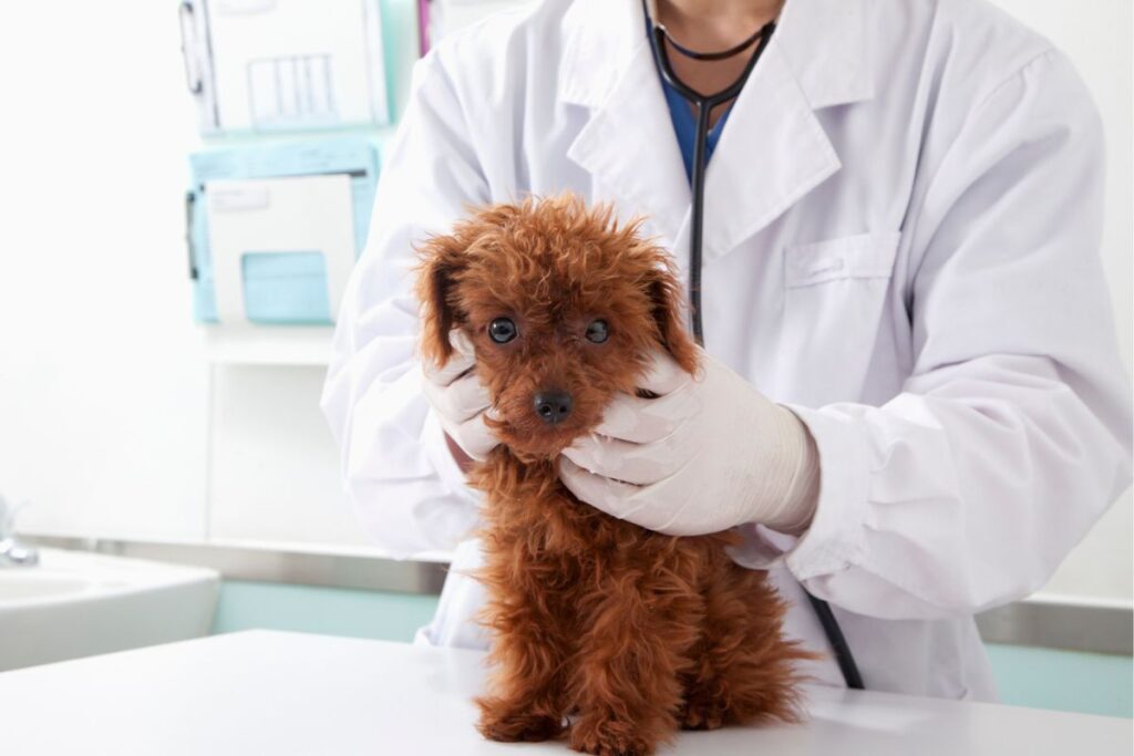 candidiase-em-caes:-como-identificar,-tratar-e-prevenir-infeccoes