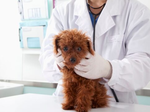 candidiase-em-caes:-como-identificar,-tratar-e-prevenir-infeccoes
