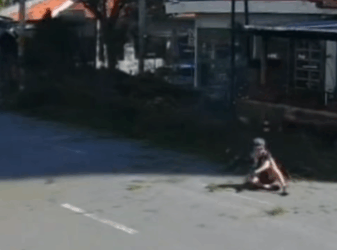que-susto!-ciclista-escapa-de-queda-de-arvore-por-milimetros.-video