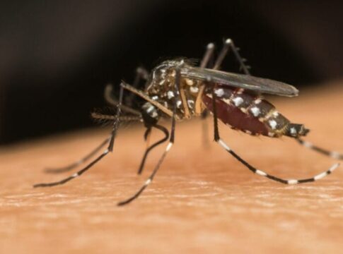 contra-a-dengue,-df-comeca-a-usar-aedes-aegypti-infectado-com-bacteria