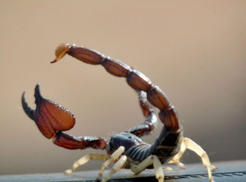 descubra-quais-sao-os-principais-inimigos-dos-escorpioes-na-natureza