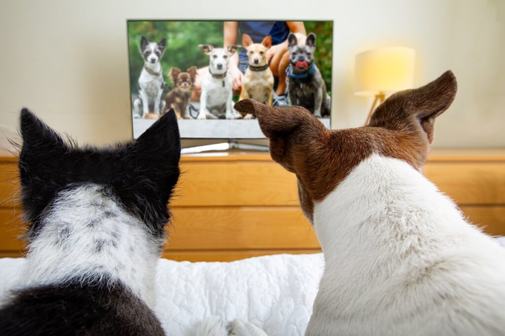 tv-pra-cachorro?-estudo-mostra-que-caes-tem-preferencias-diferentes